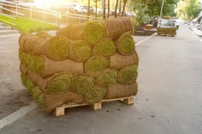 Affordable sod installation in Murrieta, CA