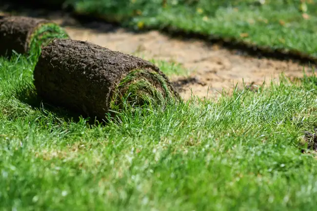 Sod Installation