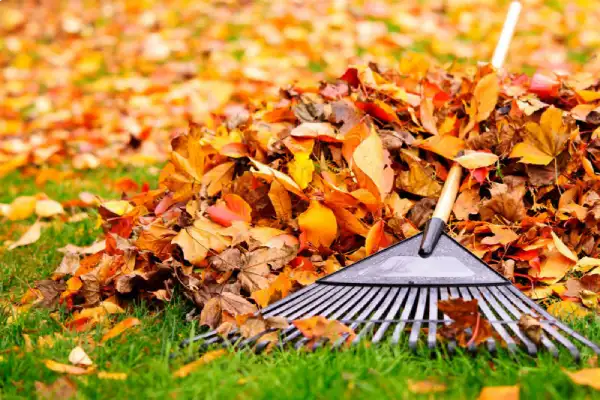 Affordable yard cleanup in Murrieta, CA